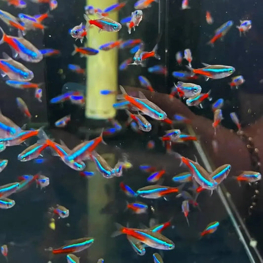 Neon Tetra (Paracheirodon innesi) – small schooling freshwater fish with bright blue and red colors.