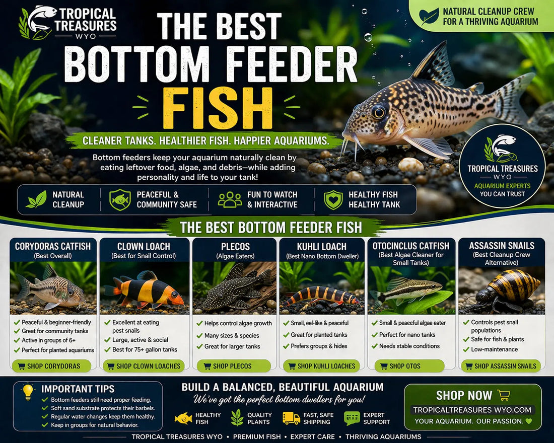 best bottom feeder fish infographic showing corydoras clown loach pleco kuhli loach otocinclus and assassin snail in aquarium