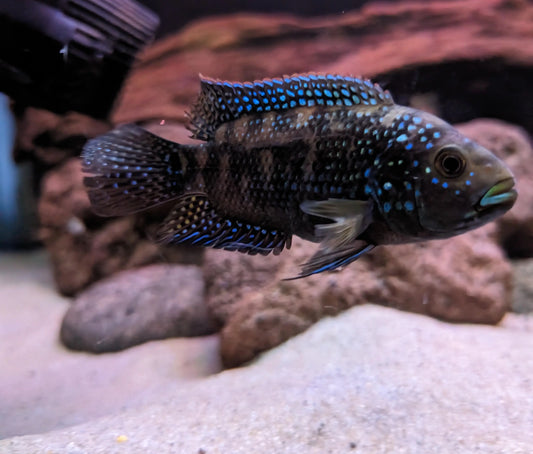 Jack Dempsey Cichlid (Rocio octofasciata) – large freshwater cichlid with blue-green iridescent scales in an aquarium.