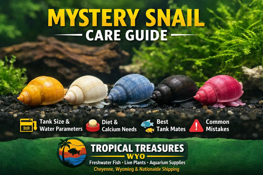 Mystery Snail Care Guide graphic for Tropical Treasures Wyo featuring five colorful mystery snails in an aquarium with text highlights for tank size and water parameters, diet and calcium needs, best tank mates, and common mistakes.