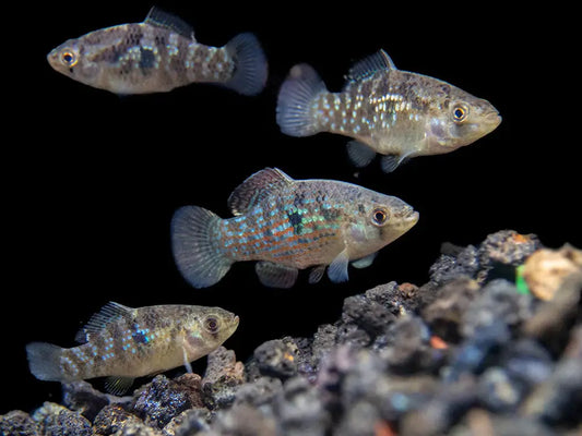 Florida Flagfish (Jordanella floridae) – colorful North American killifish with red, blue, and green flag-like patterns in a planted aquarium.