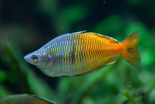 Boesemani Rainbowfish – vibrant freshwater fish with blue and orange body in aquarium