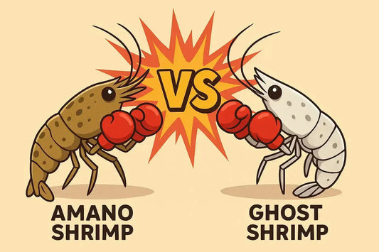Ghost Shrimp vs. Amano Shrimp comparison – two freshwater shrimp species on aquarium plants