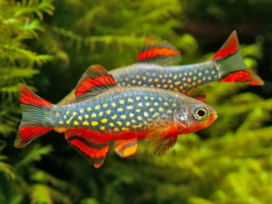 Celestial Pearl Danio (Danio margaritatus) – nano freshwater fish with blue body, white pearl spots, and bright orange fins in a planted aquarium.