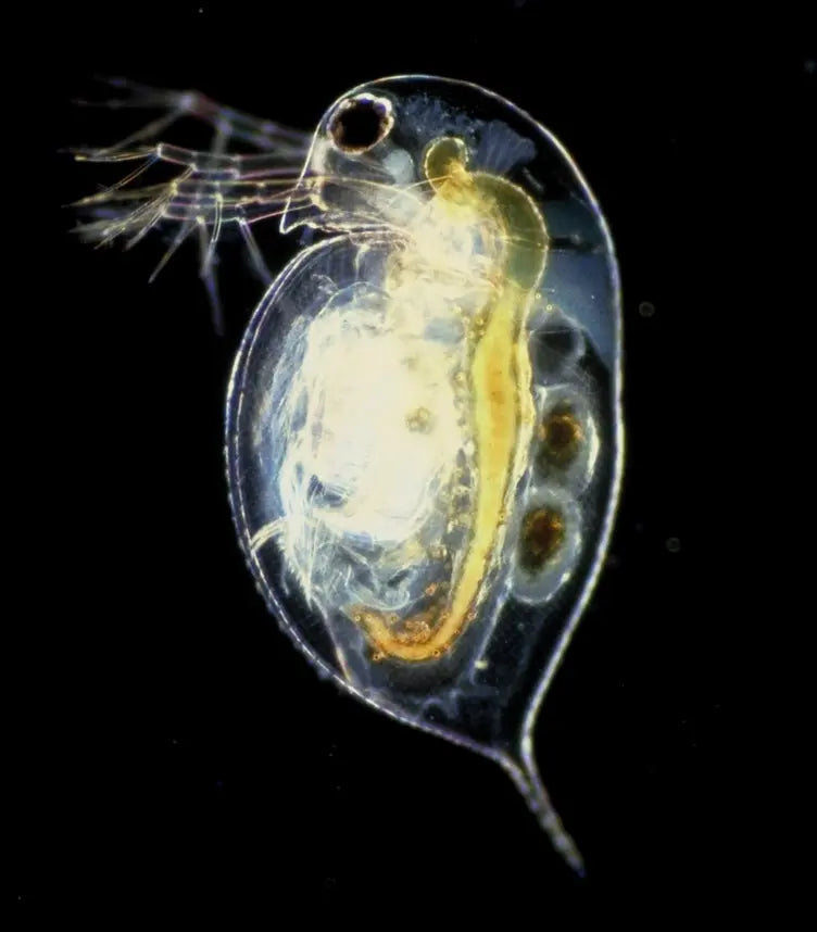 Live Daphnia culture – tiny freshwater crustaceans used as high-protein live food for aquarium fish and fry.