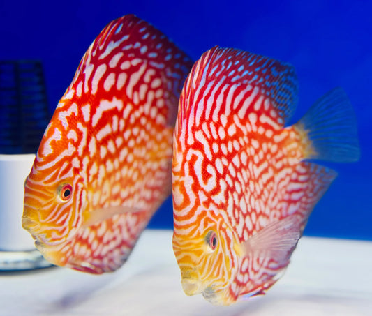 Discus fish care guide illustration – group of colorful Discus (Symphysodon) swimming in a lush planted freshwater aquarium, showcasing vibrant colors and graceful fins.