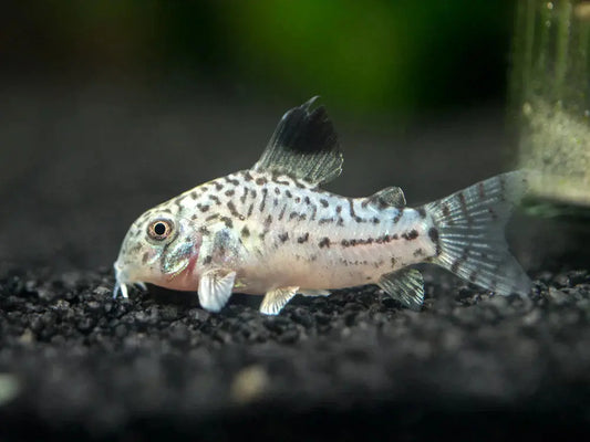 Julii Corydoras – small spotted catfish with peaceful temperament swimming in a freshwater community aquarium.