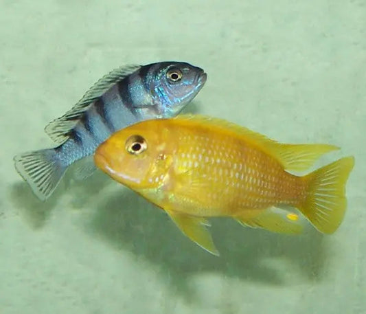 Kenyi Cichlid (Maylandia lombardoi) – bright yellow male and blue female African cichlids from Lake Malawi in an aquarium.