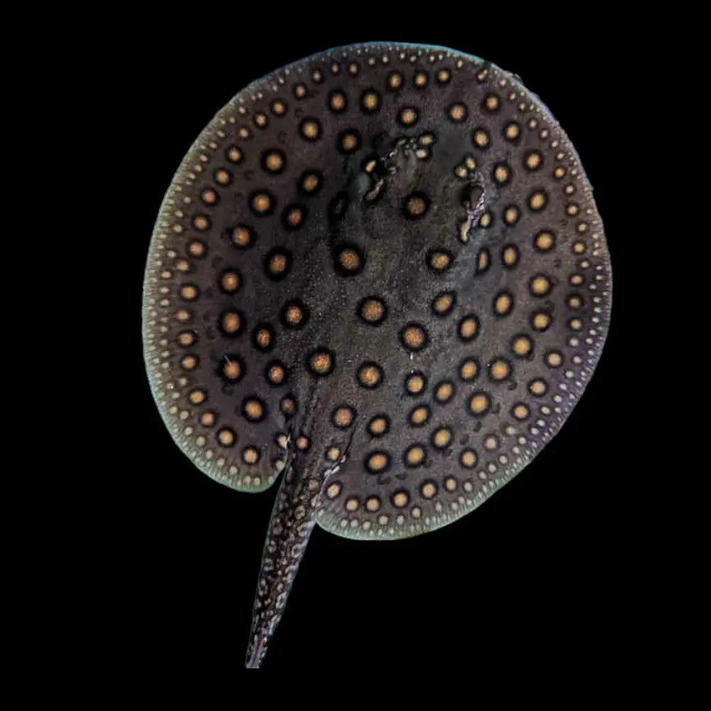freshwater stingray aquarium fish for sale