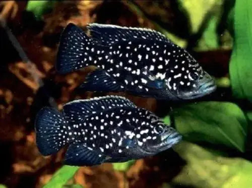 Starry Night Cichlid (Paratilapia polleni) – large black freshwater cichlid with star-like white spots in an aquarium.