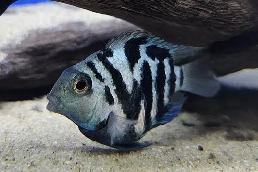 Parrot Cichlid (Blood Parrot) – bright orange hybrid freshwater cichlid swimming in a community aquarium.
