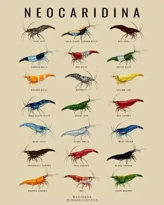 Neocaridina Shrimp (Neocaridina davidi) – colorful freshwater dwarf shrimp grazing on aquarium plants.