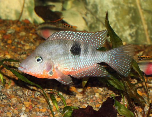 Firemouth Cichlid (Thorichthys meeki) – freshwater cichlid with bright red throat and belly flaring in an aquarium.