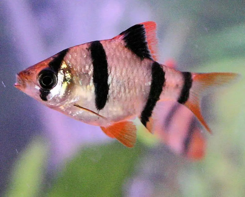 Tiger Barb (Puntigrus tetrazona) – small freshwater fish with bold black stripes and orange-gold body, swimming in a community aquarium.
