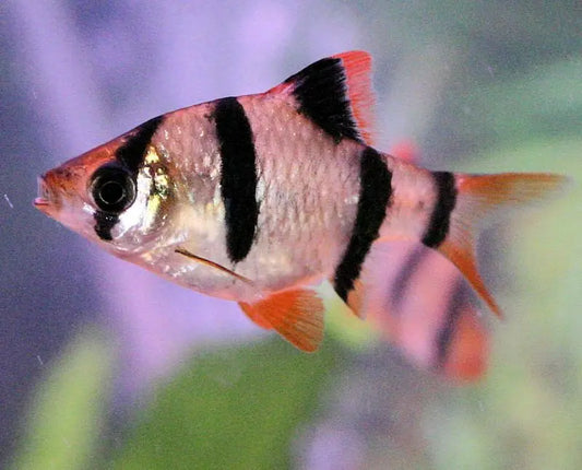 Tiger Barb (Puntigrus tetrazona) – small freshwater fish with bold black stripes and orange-gold body, swimming in a community aquarium.