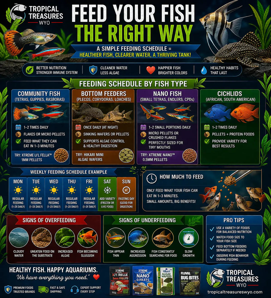 quarium fish feeding schedule infographic showing daily feeding routine for community fish