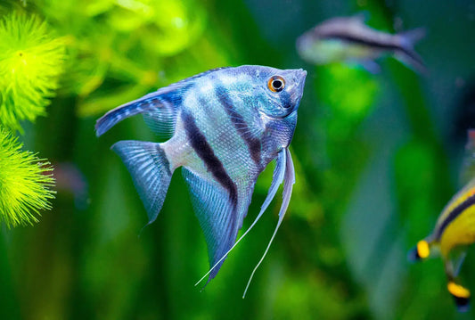 Freshwater Angelfish swimming among plants in an aquarium – graceful cichlid species with long fins and vibrant patterns.