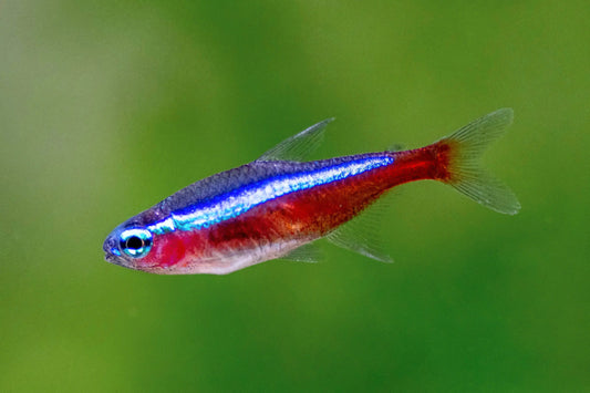Cardinal Tetra (Paracheirodon axelrodi) Care Guide – Vibrant Schooling Fish | Tropical Treasures Wyo