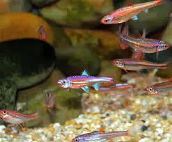 Rainbow Shiner (Notropis chrosomus) – small freshwater schooling fish with brilliant pink, blue, and purple colors swimming in a planted aquarium.