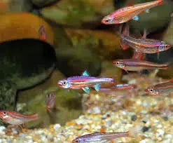 Rainbow Shiner (Notropis chrosomus) – small freshwater schooling fish with brilliant pink, blue, and purple colors swimming in a planted aquarium.