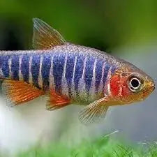Emerald Dwarf Rasbora (Microrasbora erythromicron) – small emerald green nano schooling fish with orange fins swimming in a planted aquarium.