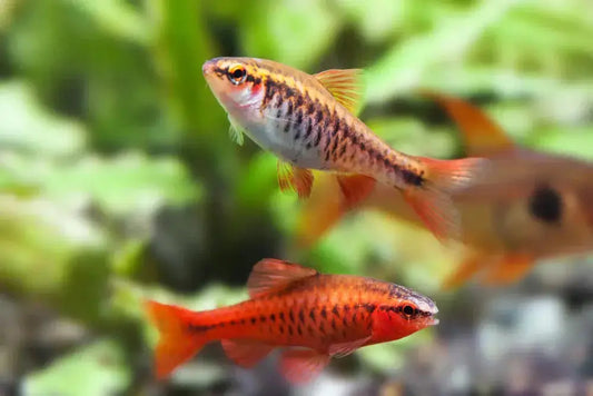 Cherry Barb (Puntius titteya) – small red freshwater schooling fish swimming in a planted community aquarium.