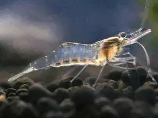 Transparent Ghost Shrimp (Palaemonetes paludosus) swimming in a planted freshwater aquarium