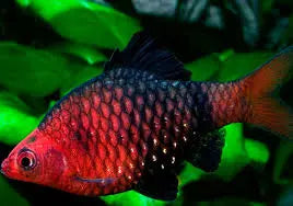 Black Ruby Barb (Pethia nigrofasciata) – small schooling freshwater fish with deep ruby-red and black coloration in a planted aquarium.