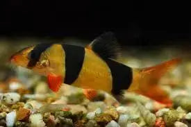 Clown Loach (Chromobotia macracanthus) – large freshwater schooling fish with orange body and black stripes in an aquarium.