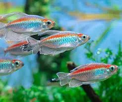 Iridescent Congo Tetra (Phenacogrammus interruptus) swimming in a planted freshwater aquarium, showcasing long fins and metallic colors.