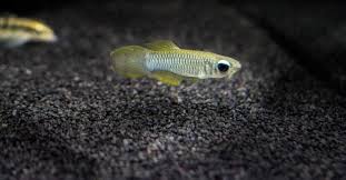 Norman’s Lampeye (Poropanchax normani) – small freshwater schooling fish with glowing blue eye stripe in a planted aquarium.