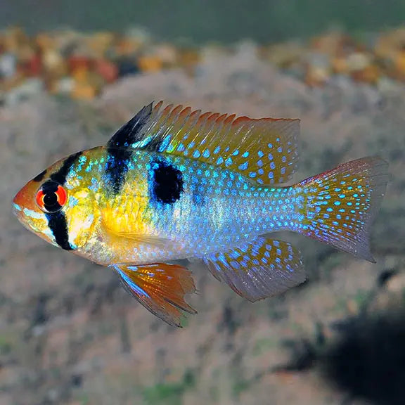 German Blue Ram (Mikrogeophagus ramirezi) – small vibrant dwarf cichlid with blue, yellow, and red colors in a planted aquarium.