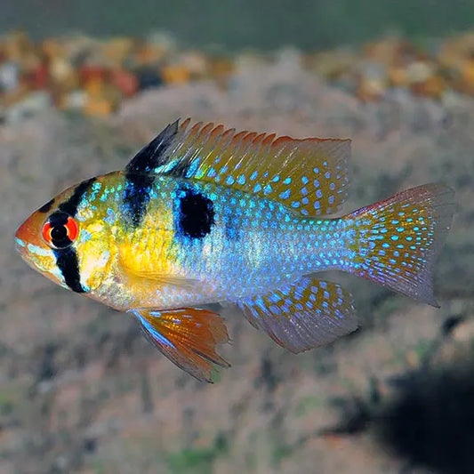 German Blue Ram (Mikrogeophagus ramirezi) – small vibrant dwarf cichlid with blue, yellow, and red colors in a planted aquarium.