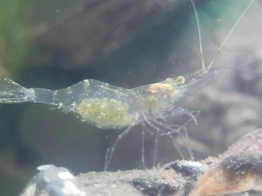 Ghost Shrimp (Palaemonetes paludosus) – transparent freshwater shrimp scavenging in a planted aquarium.