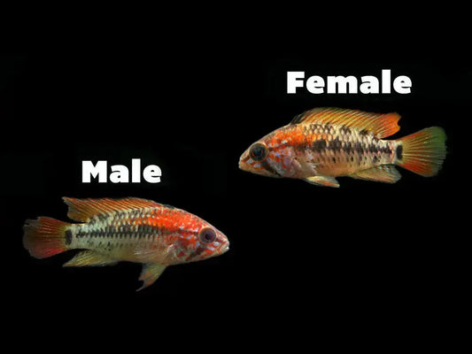 Apistogramma macmasteri – colorful dwarf cichlid with red, yellow, and blue markings in a planted freshwater aquarium.