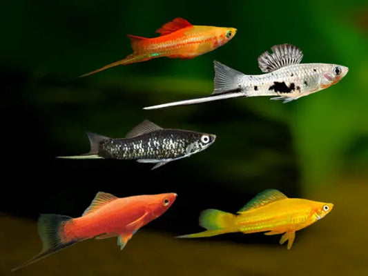 Swordtail (Xiphophorus hellerii) – male freshwater livebearer with elongated tail sword swimming in a planted aquarium.