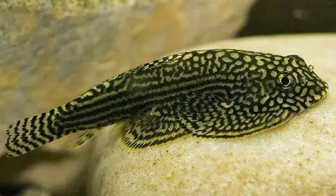 Hillstream Loach (Sewellia lineolata) – peaceful algae-grazing bottom dweller with ray-like body in a freshwater aquarium.