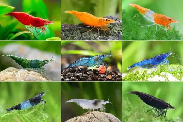 Group of Neocaridina Shrimp in assorted colors in a planted freshwater tank