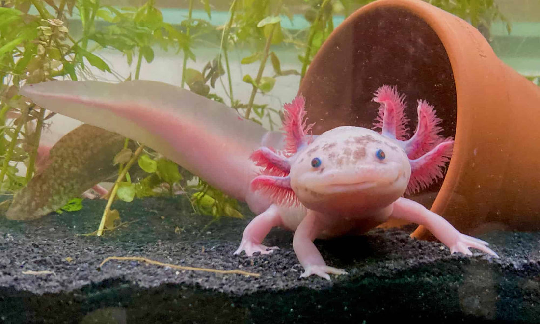 Healthy axolotl showing bright external gills