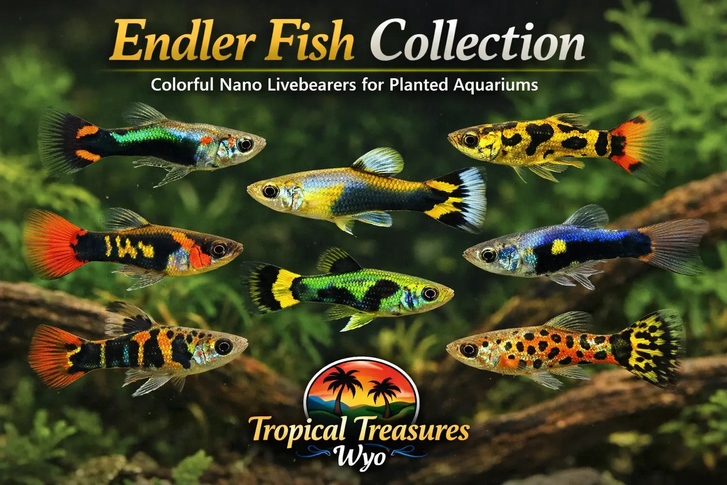 Endler fish collection featuring colorful nano livebearers for sale at Tropical Treasures Wyo
