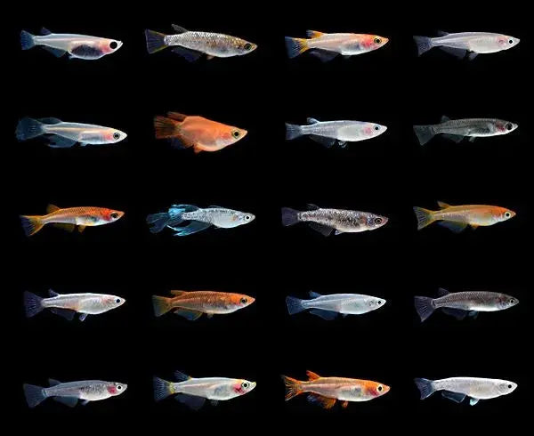 Ricefish Tropical Treasures Wyo LLC