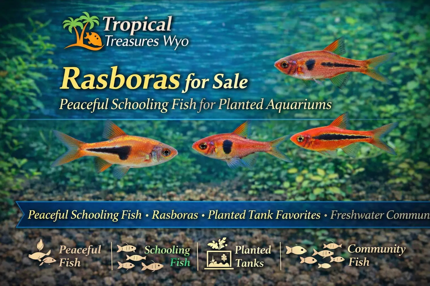 Rasbora fish collection featuring peaceful schooling fish for planted aquariums and freshwater community tanks at Tropical Treasures Wyo
