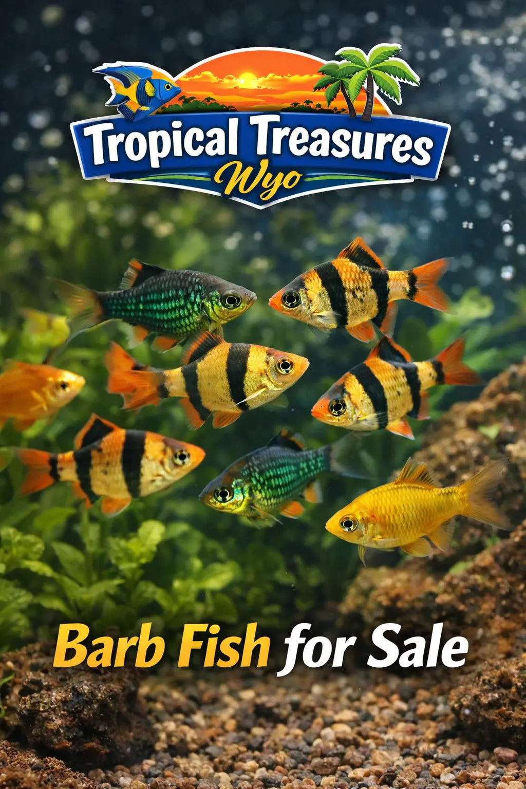 Barbs and other cyprinids – a group of vibrant freshwater schooling fish swimming in a lush planted aquarium.