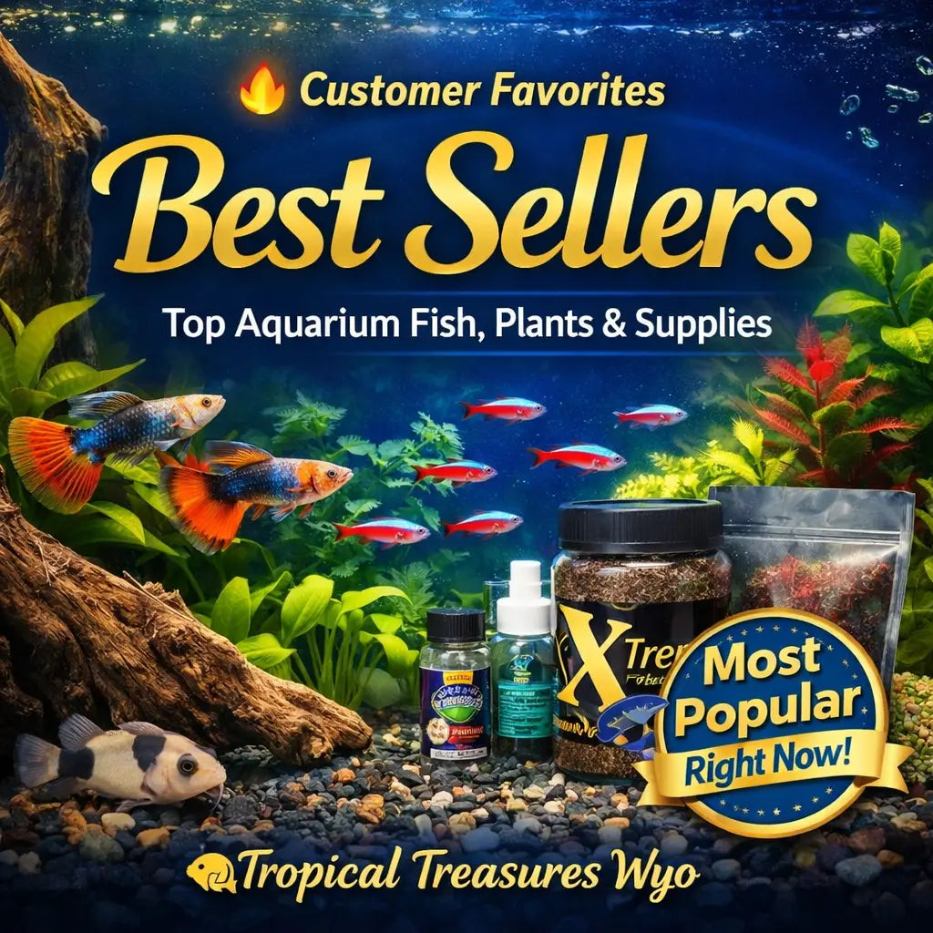 Best selling aquarium products including fish plants fish food and supplies at Tropical Treasures Wyo