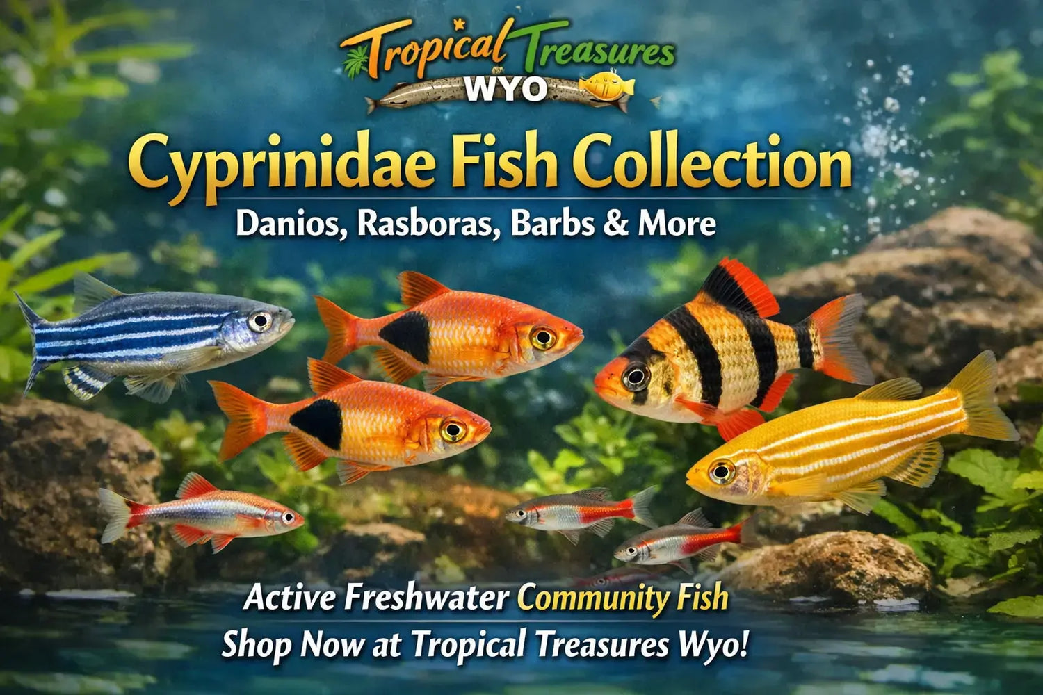 Cyprinidae fish collection featuring danios rasboras barbs and freshwater community fish at Tropical Treasures Wyo