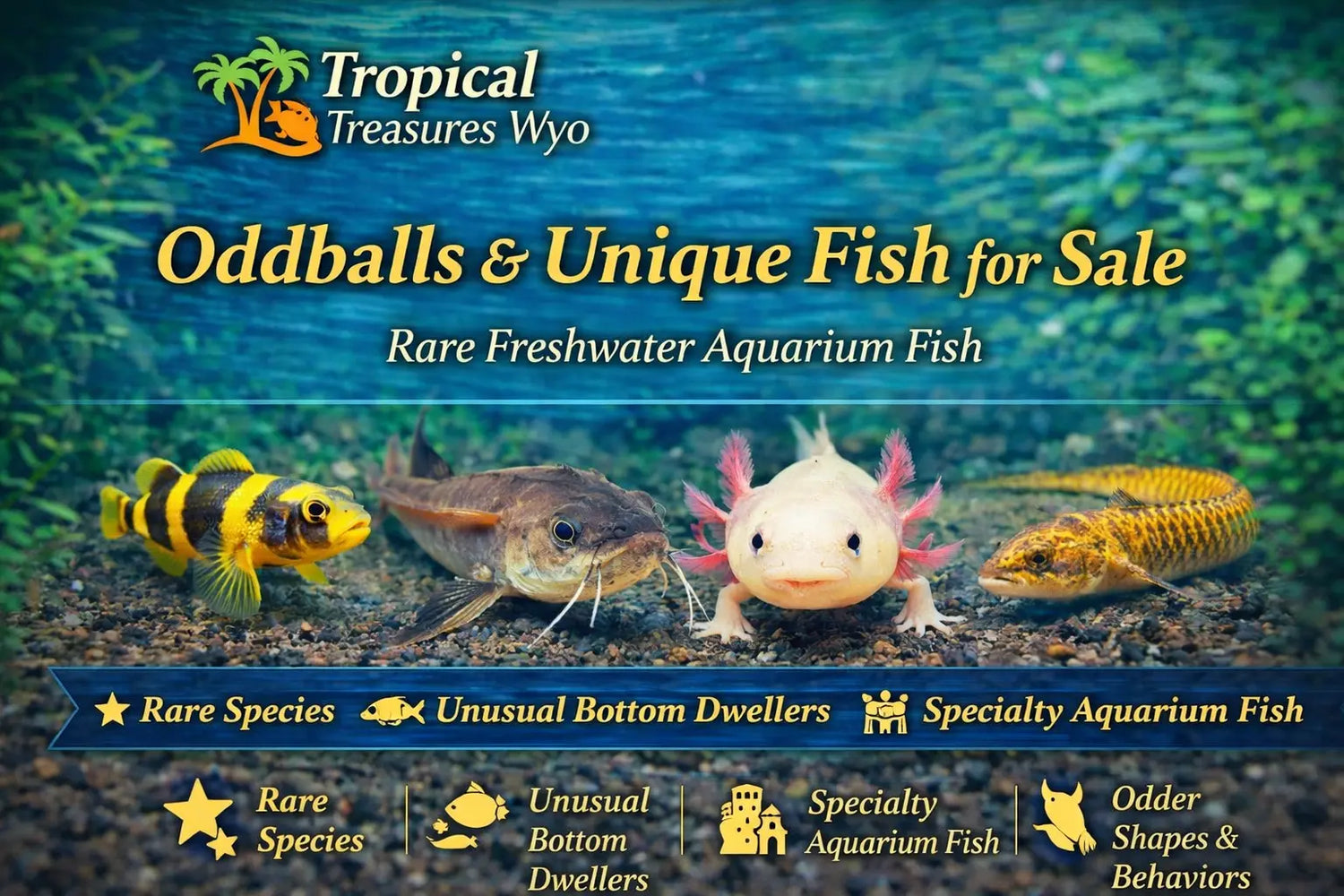 Oddballs and unique fish collection featuring rare and unusual freshwater aquarium fish at Tropical Treasures Wyo