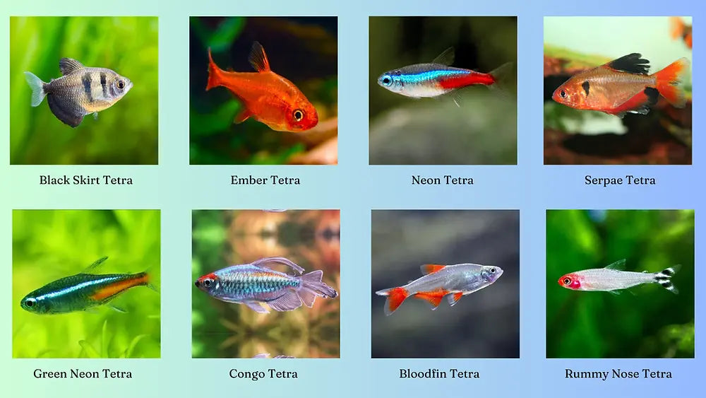 Different types of Tetra Fish