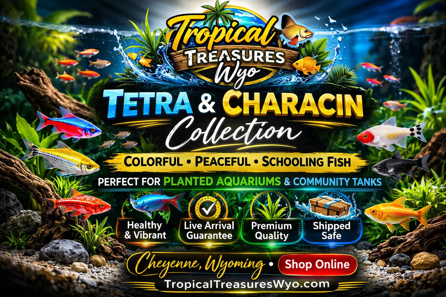 Tetra and characin fish collection featuring colorful freshwater schooling fish for planted aquariums at Tropical Treasures Wyo