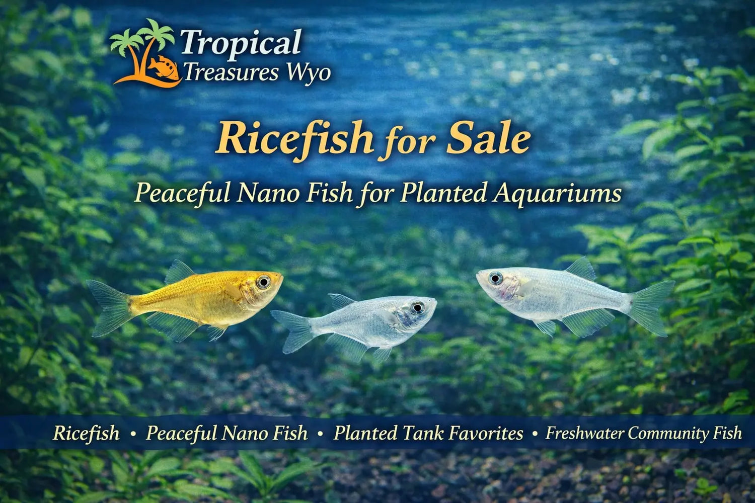 Ricefish collection featuring peaceful nano freshwater fish for planted aquariums and community tanks at Tropical Treasures Wyo