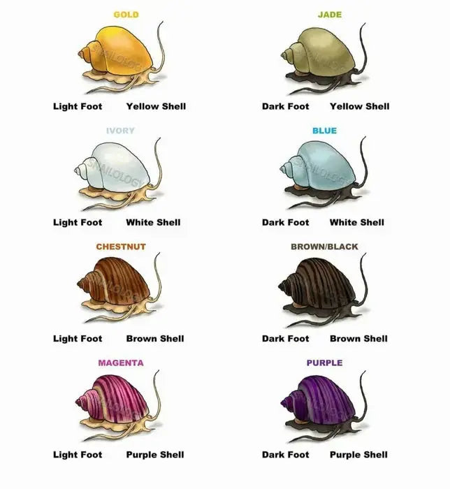 Mystery Snail Collection – gold, blue, ivory, magenta, jade, and purple freshwater snails grazing in a planted aquarium